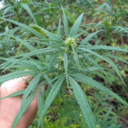 Nigerian sativa / Frosty’s Auto Freak