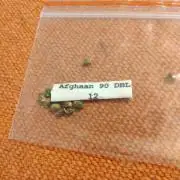 Afghann 90 DBL (Dwarf Broad-Leaflet)