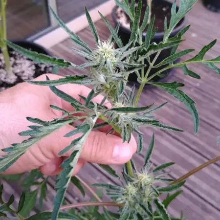 Frosty’s Auto Freak / Nigerian sativa