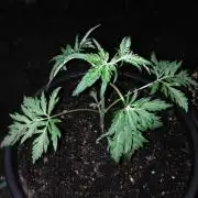 Frosty’s Auto Freak / Nigerian sativa