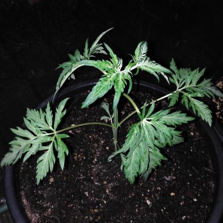 Frosty’s Auto Freak / Nigerian sativa