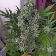 Mazar Afghani#1 - Libanaise Sinaï
