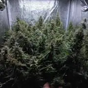 Panama/ Panama Haze/ Panama Malawi (ACE)