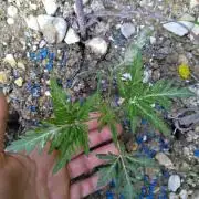 Frosty’s Auto Freak / Nigerian sativa