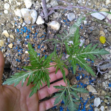 Frosty’s Auto Freak / Nigerian sativa