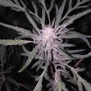 Frosty’s Auto Freak / Nigerian sativa