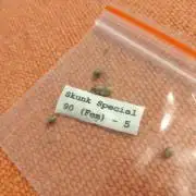 Skunk Special 90 (Fem)