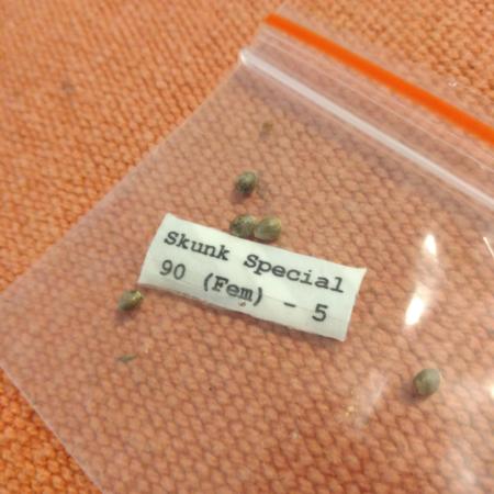 Skunk Special 90 (Fem)