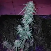 Nigerian sativa / Frosty’s Auto Freak