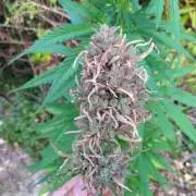 Nigerian sativa / Frosty’s Auto Freak