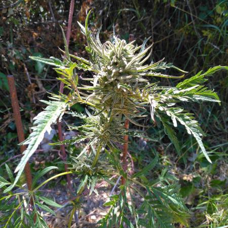 Frosty’s Auto Freak / Nigerian sativa