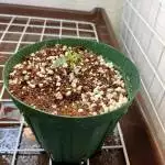 Dance world single plant micro grow