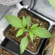 Organic Rainbow Zoap