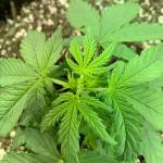Oklahoma Sooner Growing Auto Hog