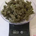 Skunk, Skunk and Skunk