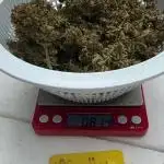 FBA Gorilla Cookies
