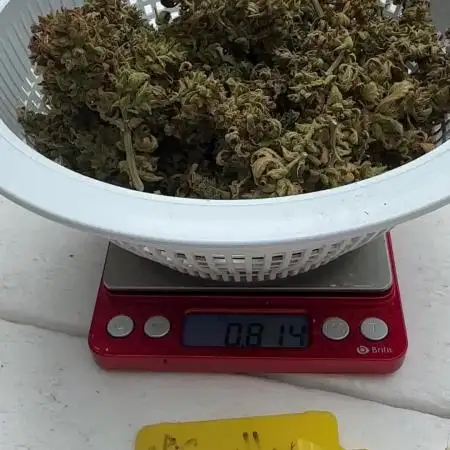 FBA Gorilla Cookies
