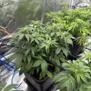 Auto pot run #1