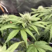 Auto pot run #1