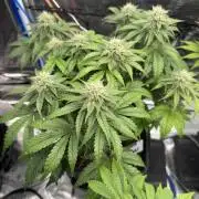 Auto pot run #1