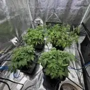 Auto pot run #1