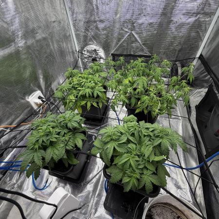 Auto pot run #1
