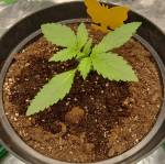 Sweet seeds red poison/fast buds 