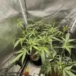 FLOWER Week 8 Pineapple Runtz Auto