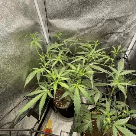 FLOWER Week 8 Pineapple Runtz Auto