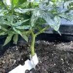 Permanent Marker clone