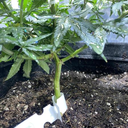 Permanent Marker clone