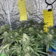 Permanent Marker clone