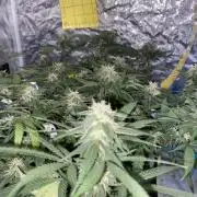 Permanent Marker clone