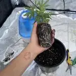 Permanent Marker clone