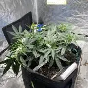 Permanent Marker clone