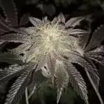 Original purple stardawg 