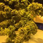 Ghost train haze
