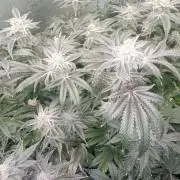 Grow 2026