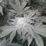 Grow 2026