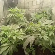 Grow 2026