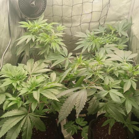 Grow 2026