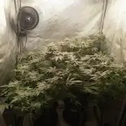 Grow 2026
