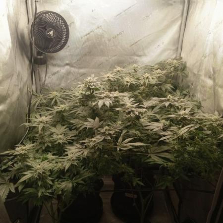Grow 2026