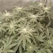 Grow 2026