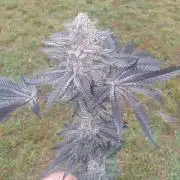 Garlic budder