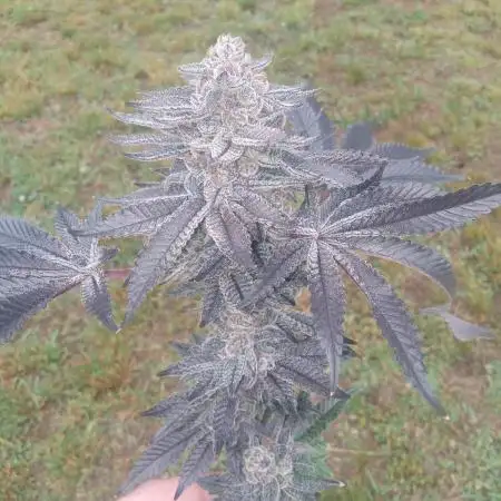 Garlic budder