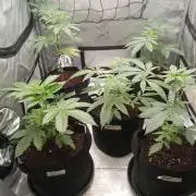 Grow 2026