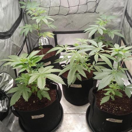 Grow 2026