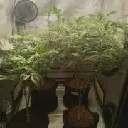 Grow 2026