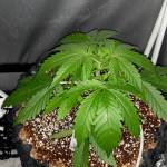 RQS  Diesel Auto